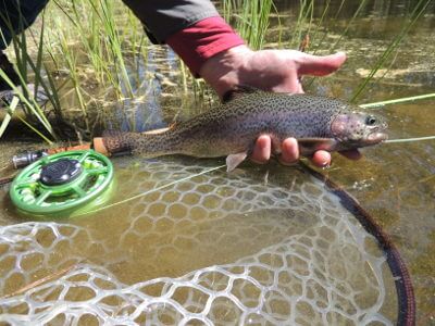 Rainbow trout in the pond at Lake Creek Lodge